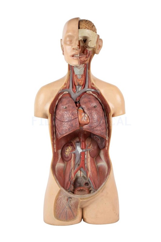 Anatomical model 